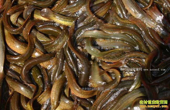 2021�������г��۸�����