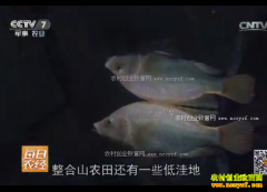 [ÿ��ũ��]������̩�أ��޷������������Ч���