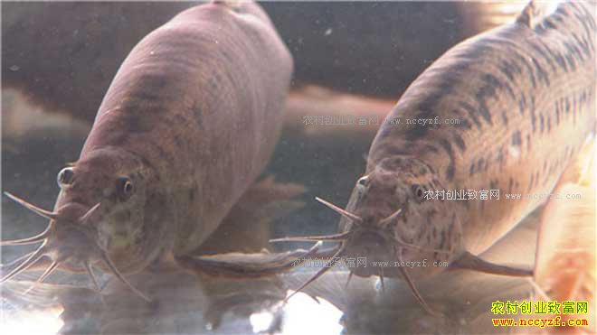 [�¸���]�㶫��ɽ���ź���ֳ̨����������3000����Ԫ