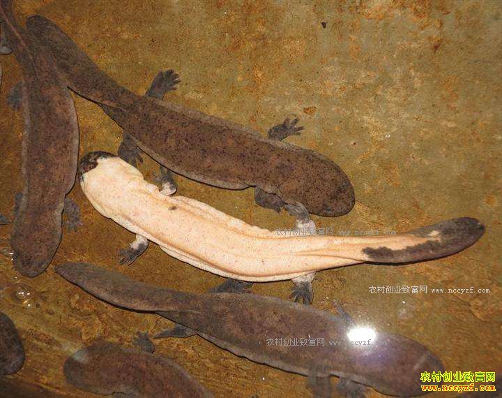 ���������ܼ������2����������