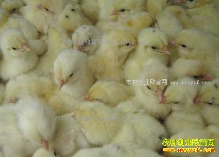 2017�������⼦��۸�����