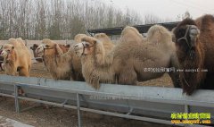 ����������������Ч��� һֻ������������6000Ԫ