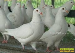 �㶫�ʻ�����ѩ�������������������55��Ԫ