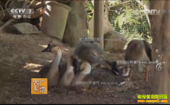 [ũ�����]���ϵ��ص��ݻҶ���ֳ��Ƶ