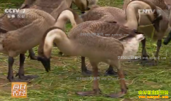 [ÿ��ũ��]���Զ�һ���ʳԱ��� ���Զ���ֳ��������Ƶ