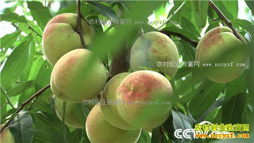 [�¸���]������������ս���ҳɳ��������ӹ�����׬ǧ��