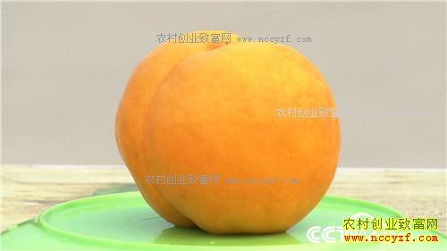 [�¸���]���ҳɳ�׬ǧ�� 20170322 