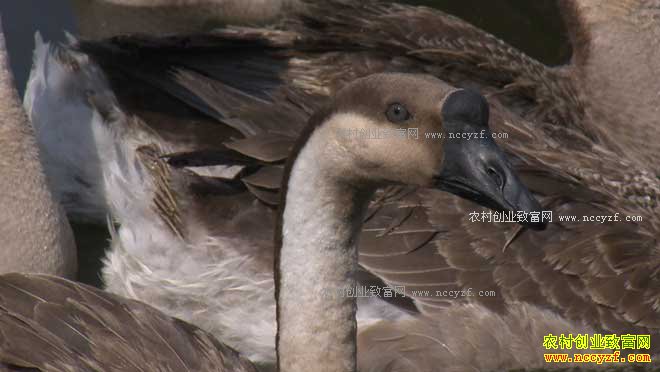 [�¸���]�㶫��ƽ�ݳ�Ⱥ��ֳ���Զ�����5000ǧ��