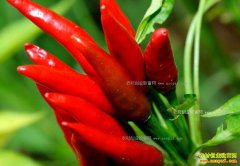 �����Ĳ������������� �����չ���̫��ֻ�����ڵ�