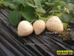 һ�Ų�ݮ6Ԫ��ר�ҽ���������߲�ݮ�۸�͸���ֵ