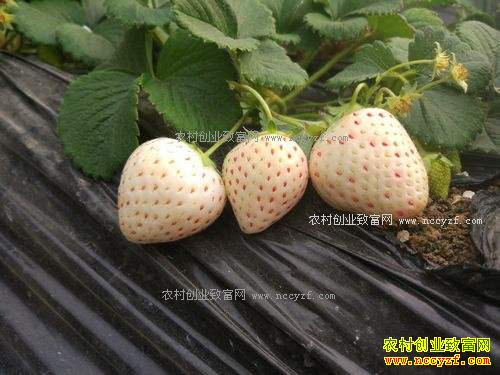 һ�Ų�ݮ6Ԫ��ר�ҽ���������߲�ݮ�۸�͸���ֵ