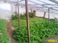 ���Ҵ�������ֲҰ����