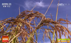 [�Ƽ�Է]������д󼯺� ����������������ˮ����Ƶ