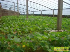 �������֣��շ��紴ҵ��������ֵ180��Ԫ