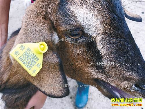 ����ͭ��ά�����������조�й�����֮�硱