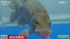 [�Ƽ�Է]�½������ط��İװ߹���