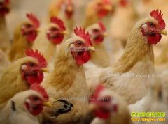 �������⼦׬Ǯ��2017���⼦��ֳǰ������