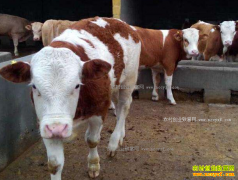 ������ţ׬Ǯ��2017����ţ��ֳǰ������