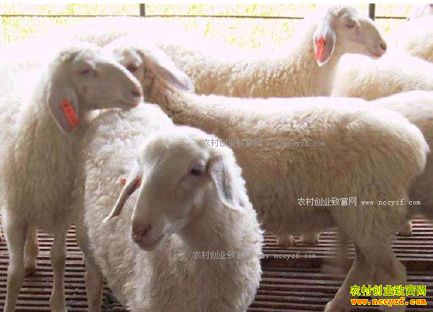 ��������׬Ǯ��2017��������ֳǰ������