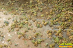 ������׬Ǯ��2017��������ֳǰ�����ɱ�Ч��