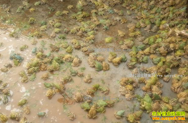 ������׬Ǯ��2017��������ֳǰ�����ɱ�Ч��