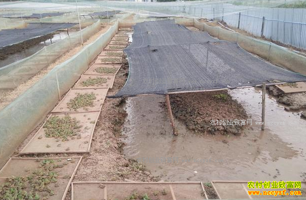 ������׬Ǯ��2017��������ֳǰ�����ɱ�Ч��