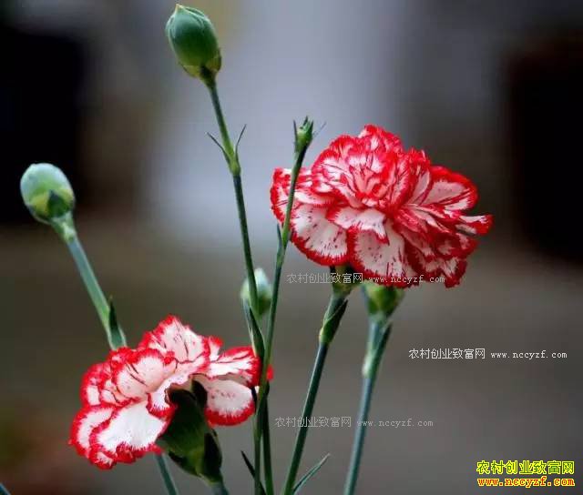 ������Ϫ�λ��ɴ�ҵ�ֻ�������300��