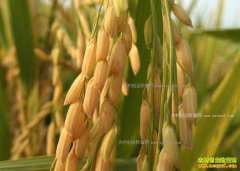 2017��3�½�����ͨ�����г��۸���������