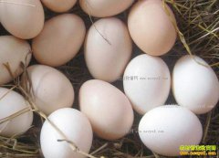 ɽ���Ͳ������۸�������ÿ����0.5Ԫ