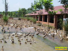 �㽭��ɽ�ػƲ�����̬����Ѽ��ҵ�¸�