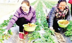 �����ƺӣ���ֲ�޹�����ݮ����ƶ�¸�����Ŀ