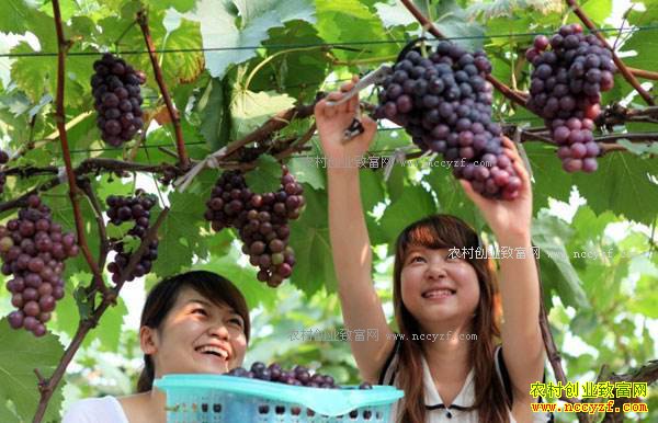 ��ô����;�Ӫ��������۹����в�ժ԰