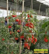 ��������������ֲ���������Ч���