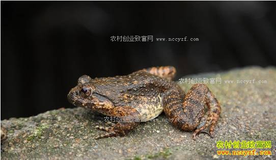 �㽭����������һ��������ʯ���괴��18��Ԫ