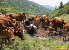 Ϊʲô��ţ��׬Ǯ������������������ţ����