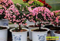 ���ջ����ض������Զž� ���۷�10��