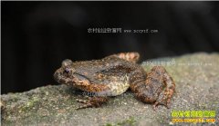 �㽭����������һ��������ʯ���괴��18��Ԫ