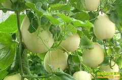 �����綫����ʿƼ������ֲС��ϴ�����Ч��