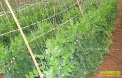 ���콭����������ֲ���㶹Ч���