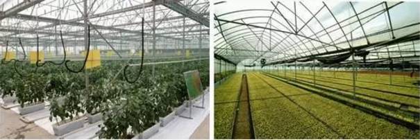 2017����ֲ�¸������ ������ֲ��ҵʲô��Ŀ׬Ǯ