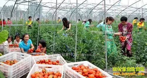 2017����ֲ�¸������ ������ֲ��ҵʲô��Ŀ׬Ǯ