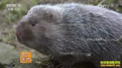 [ũ�����]�Ĵ�ƽ����������ѿ���ֳ����ҵ�¸�