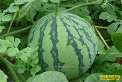 ������ɽ�أ���ֲ��Ʒ���������ϳ�ũ����ƶ�¸�����Ŀ