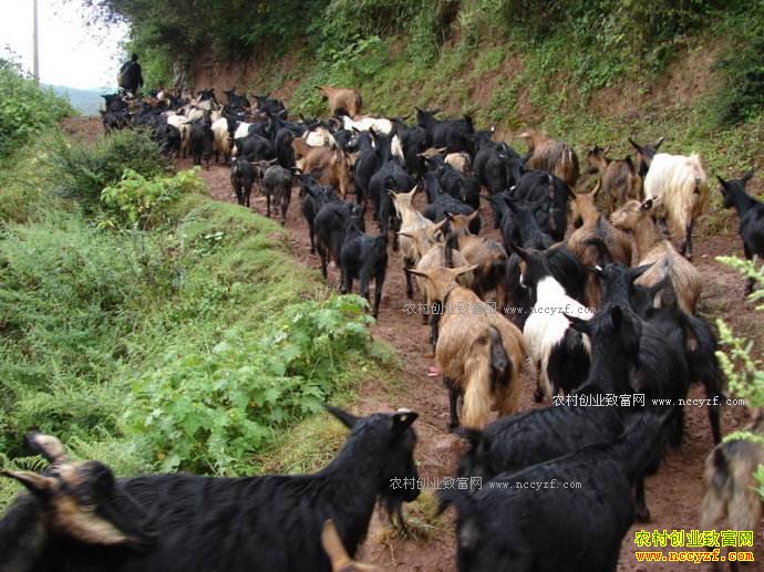 �㶫������ƺ��������ֳ��ɽ��������������¸�