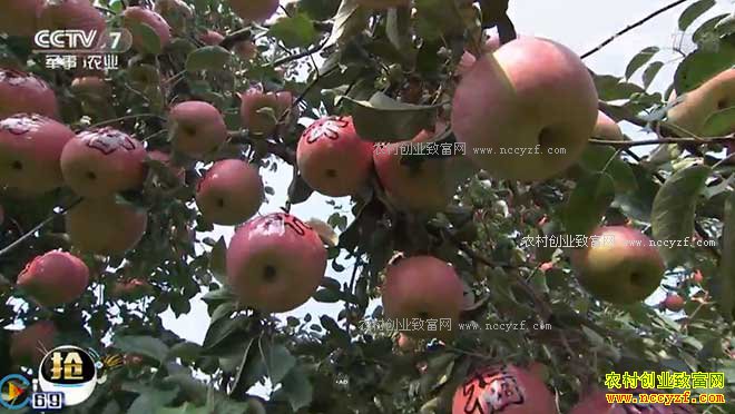 [�Ƽ�Է]����Ǭ��˫��һ�μ������ƻ����ֲ������