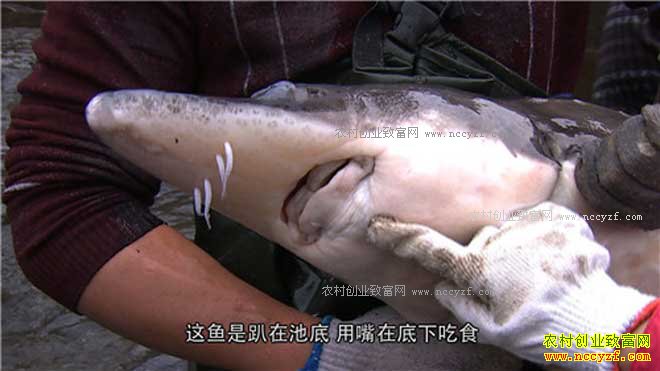 [�¸���]���ݽ�������ʿ��������ɽ����ֳ��������ǧ��