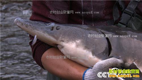 �¸�������������ο�����ɽ������ǧ��(20170328)