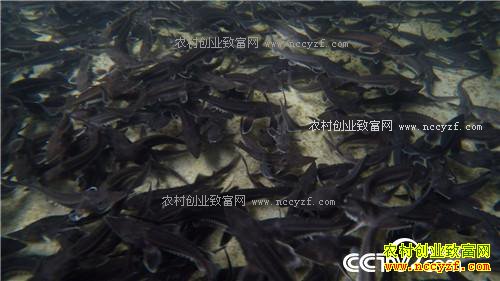 �¸�������������ο�����ɽ������ǧ��(20170328)