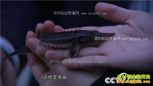 �¸�������������ο�����ɽ������ǧ��(20170328)