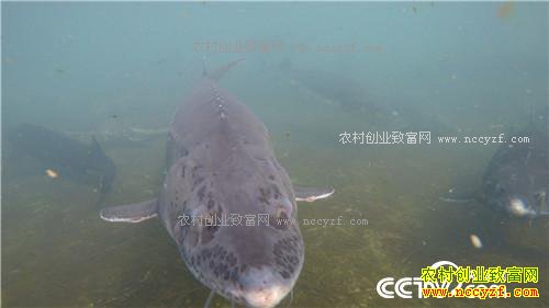 �¸�������������ο�����ɽ������ǧ��(20170328)